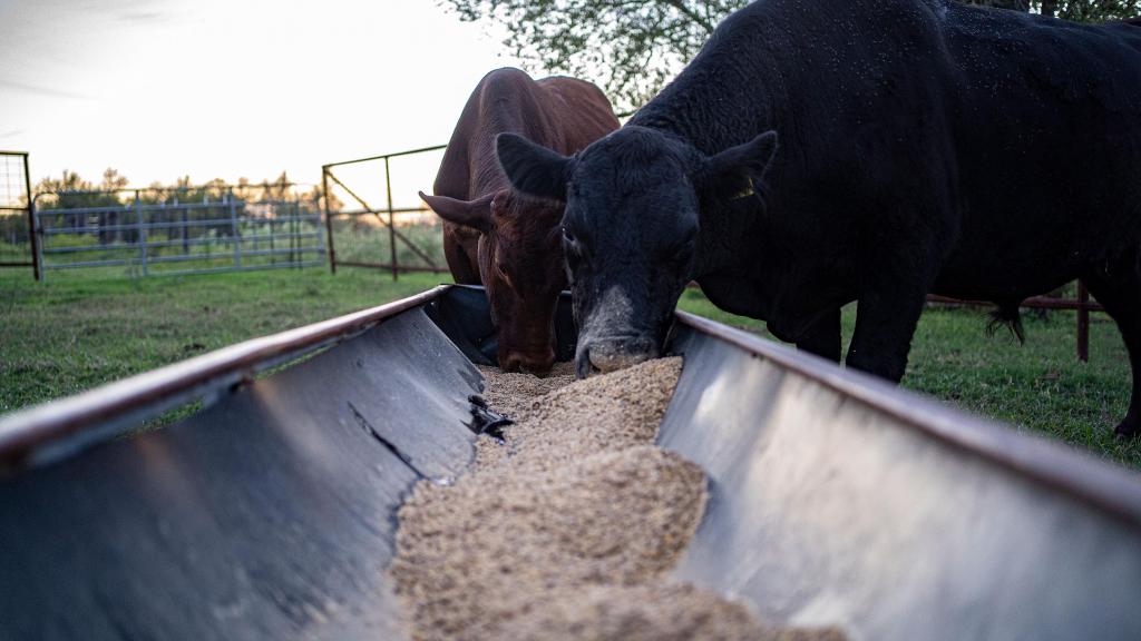 Raios artificiais eliminam metano do estrume de bovinos