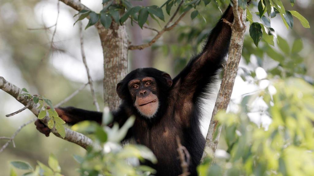 Chimpanzé (AP)