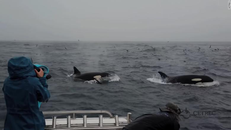 Quase todas as orcas que participaram da primeira caçada eram fêmeas adultas