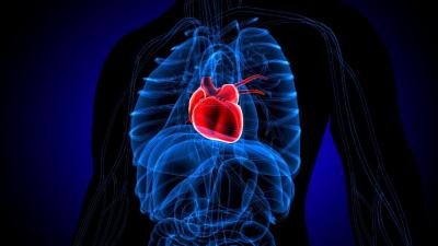 Investigadores da FMUP estudam diferenças entre sexos na insuficiência cardíaca - TVI