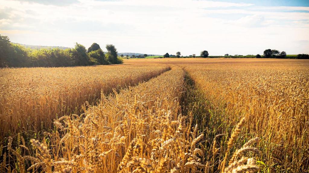 Produção de etanol na Europa usa grandes quantidades de trigo