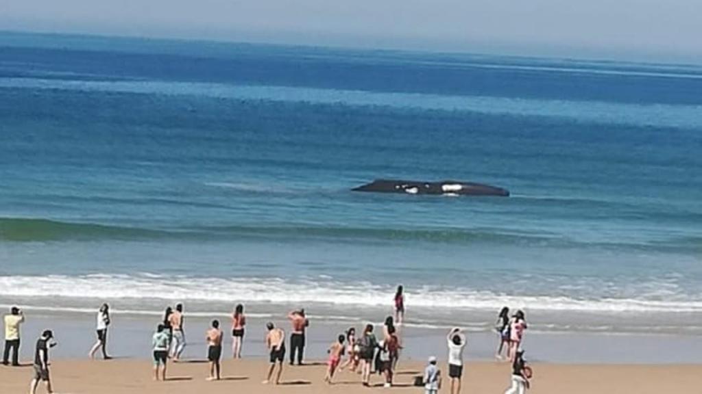 Baleia encalhada na praia da Fonte da Telha