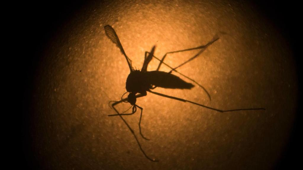 Um mosquito Aedes aegypti conhecido por transmitir o vírus Zika, é fotografado através de um microscópio no instituto Fiocruz em Recife, no Brasil. (Foto AP/Felipe Dana, Arquivo)