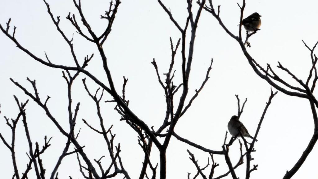 Aves numa uma árvore em Belgrado, na Sérvia. (AP Photo/Darko Vojinovic)