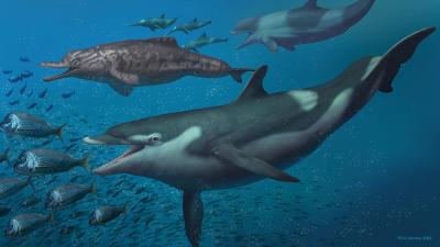 Duas espécies de golfinho de 20 milhões de anos identificadas na Suíça - TVI