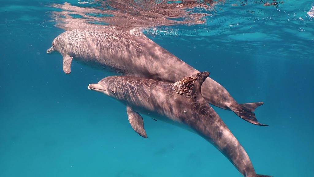 Golfinhos foram avistados em 2009 a fazer algo invulgar. Foto: iScience