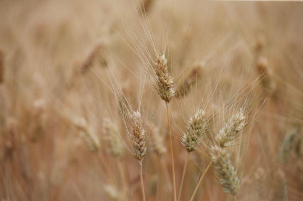 Plantação de trigo (Lusa/Nuno Veiga)