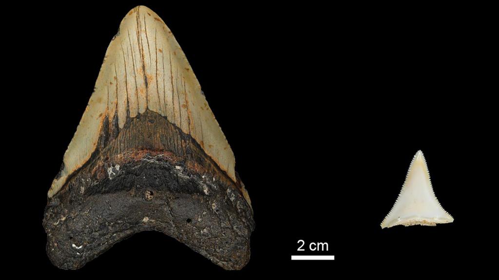 Nesta imagem surge um dente que pertenceu a um extinto Otodus Megalodon (à esquerda) e um dente de um atual grande tubarão-branco (à direta)