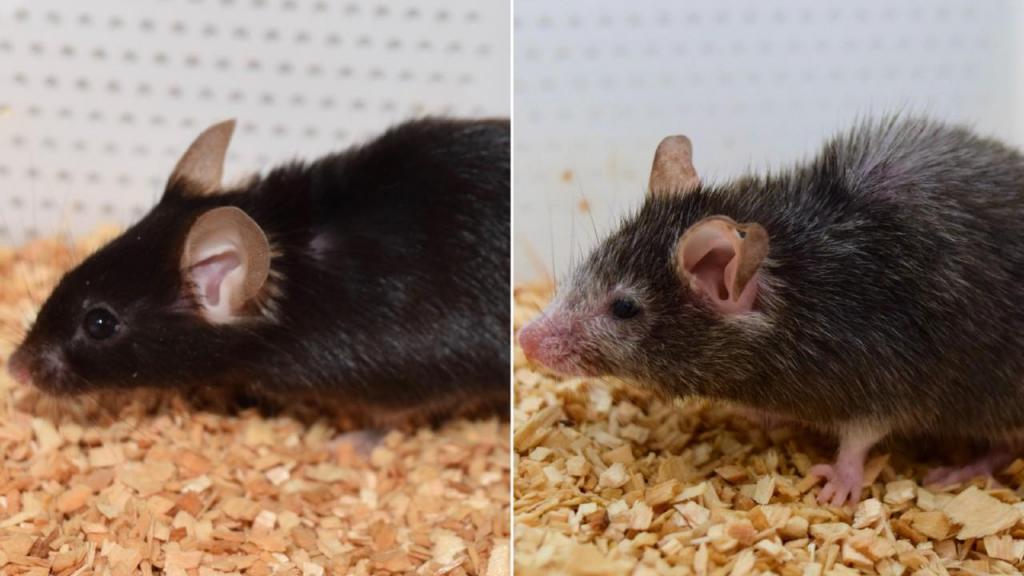 Investigação sobre envelhecimentos em ratos