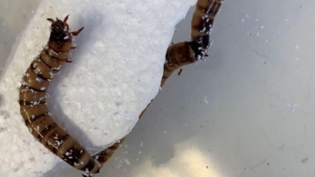 "Super minhocas" alimentam-se de esferovite (Universidade de Queensland)