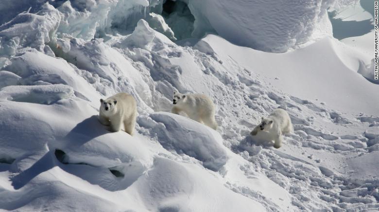 Uma ursa polar fêmea adulta (à esquerda) e duas crias de um ano caminham sobre gelo glaciar de água doce coberto de neve em março de 2015