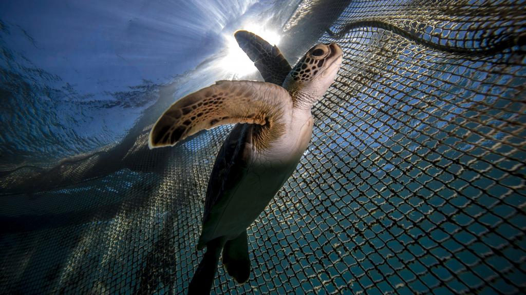 Tartaruga ameaçada pela poluição, oceanos, mar Foto: Sebnem Coskun/Anadolu Agency via Getty Images