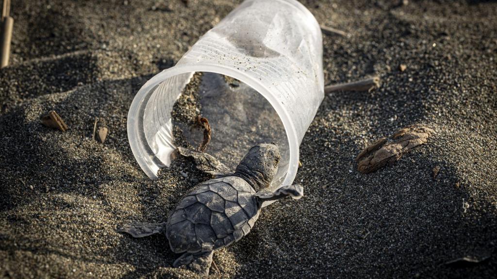 Tartarugas ameaçadas pela poluição. Plástico, mar, oceanos. Foto: Sebnem Coskun/Anadolu Agency via Getty Images
