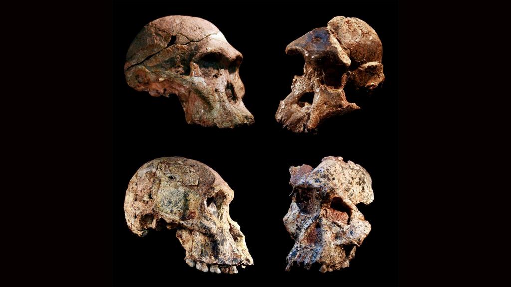 Crânios de Australopithecus (Jason Heaton/Ronald Clarke/Ditsong Museum of Natural History)