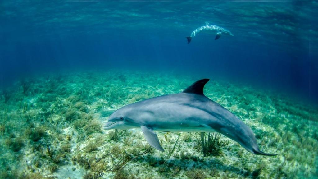 Golfinhos nos corais (Fotos: Noaa)
