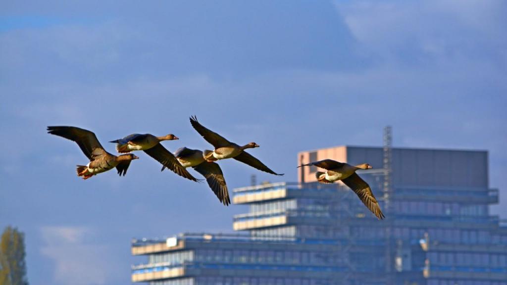 Aves migratórias (Foto: Unsplash)