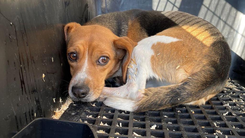 4000 Beagles são resgatados de uma instalação nos EUA (CNN Internacional)