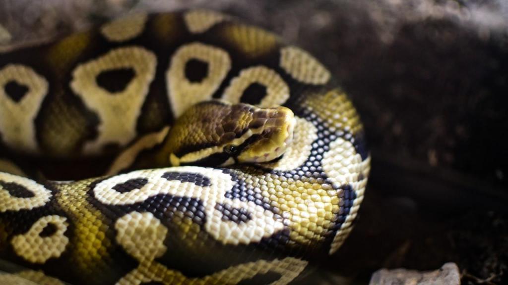 Cobra ataca o dono nos EUA. Polícias alvejaram fatalmente a cobra e o homem sobreviveu (Anadolu Agency/ Getty)