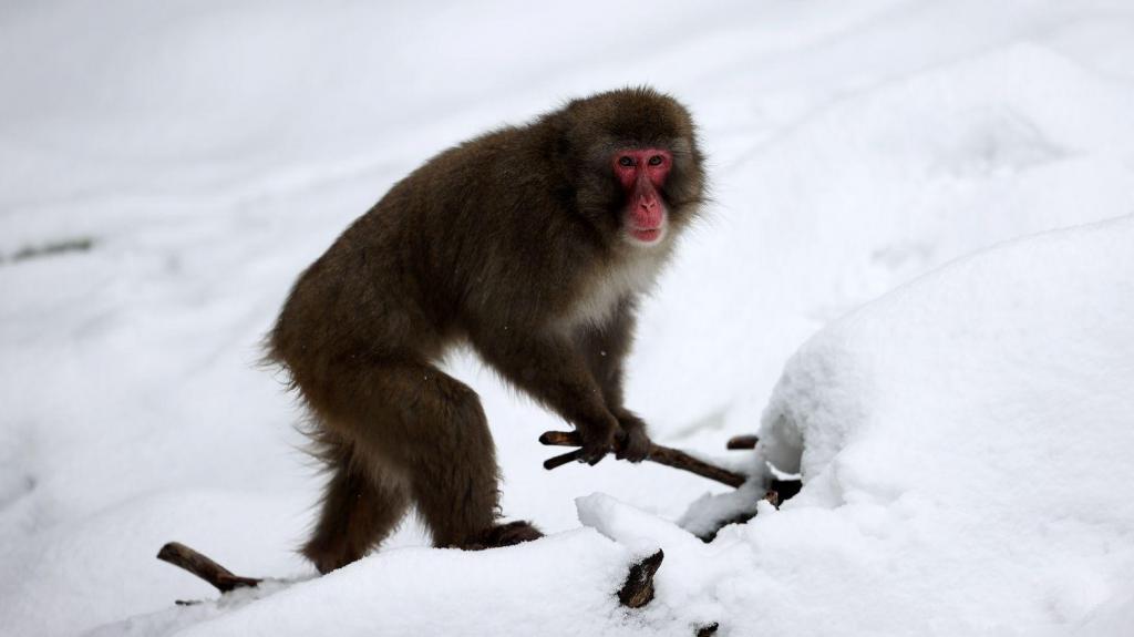 Macaco-japonês  (Photo by Tayfun Coskun/Anadolu Agency via Getty Images)