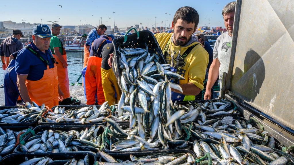 Pescadores despejam sardinhas na Docapesca no Porto de Leixões. 18 de julho de 2019. Foto: Horácio Villalobos/Corbis via Getty Images