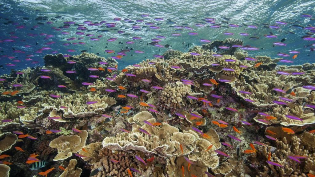 Grande Barreira de Coral (Foto: J. Summerling/Great Barrier Reef Marine Park Authority via AP)