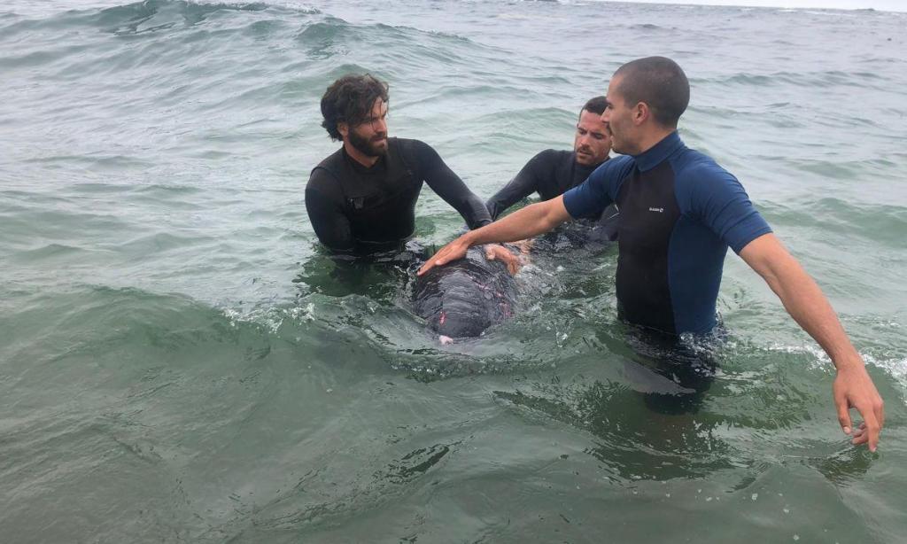 Cachalote-pigmeu com ferimentos na cabeça resgatado em praia de Matosinhos (Autoridade Marítima Nacional)