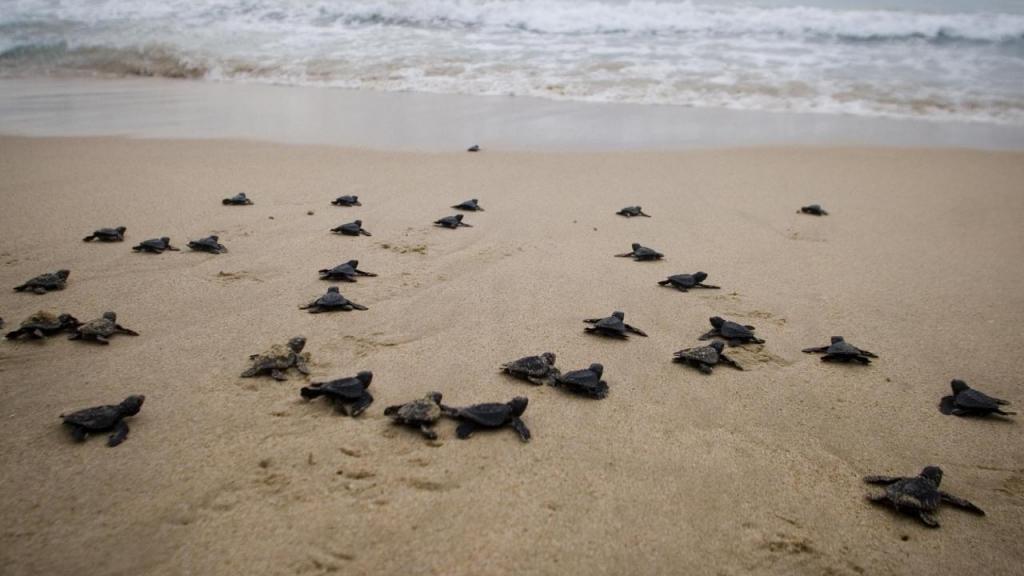 Tartarugas marinhas (Foto: H. Juanda/AP)