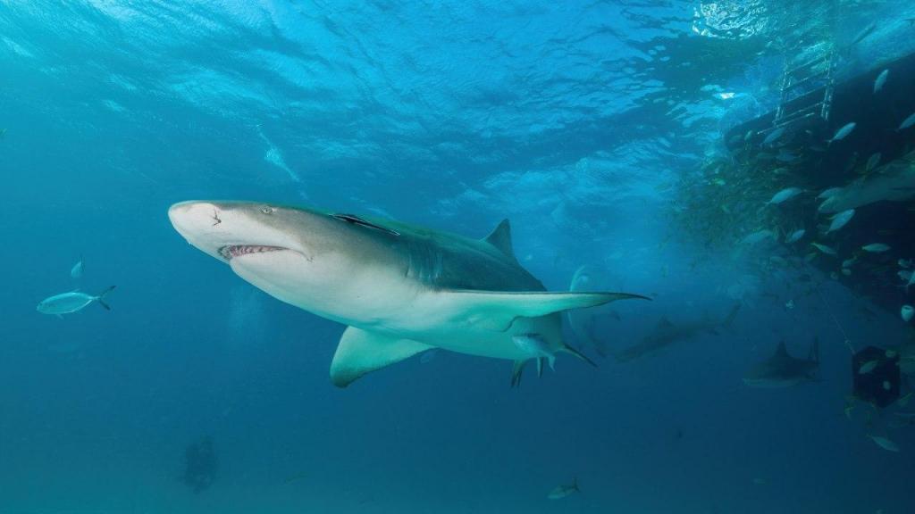 Raias e tubarões ficam a 250 metros (Foto: F. Ayerst/Unsplash)