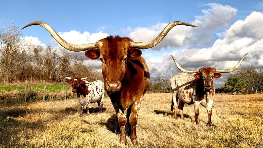 Seca no Texas leva criadores a matar mais bovinos