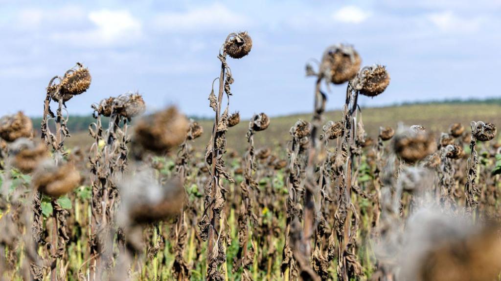 Plantas durante o processo de seca (Jens Schlueter/Getty Images)