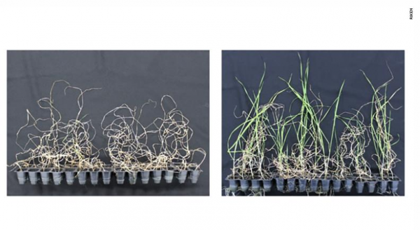 Os espécimes de trigo não sobreviveram a altas temperaturas (esquerda), mas aqueles pré-tratados com etanol (direita) conseguiram sobreviver 