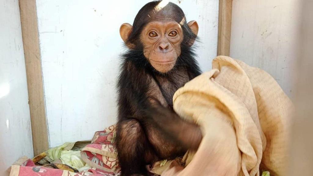 Chimpanzés raptados
