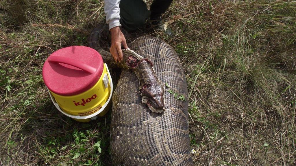 Uma pitão birmanesa nos Everglades da Florida engoliu um veado de 34 quilos. O Serviço Nacional de Parques procedeu a uma necropsia