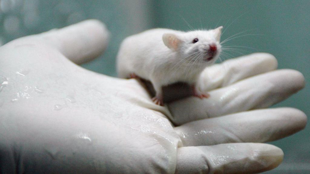 Rato em laboratório (GettyImages)