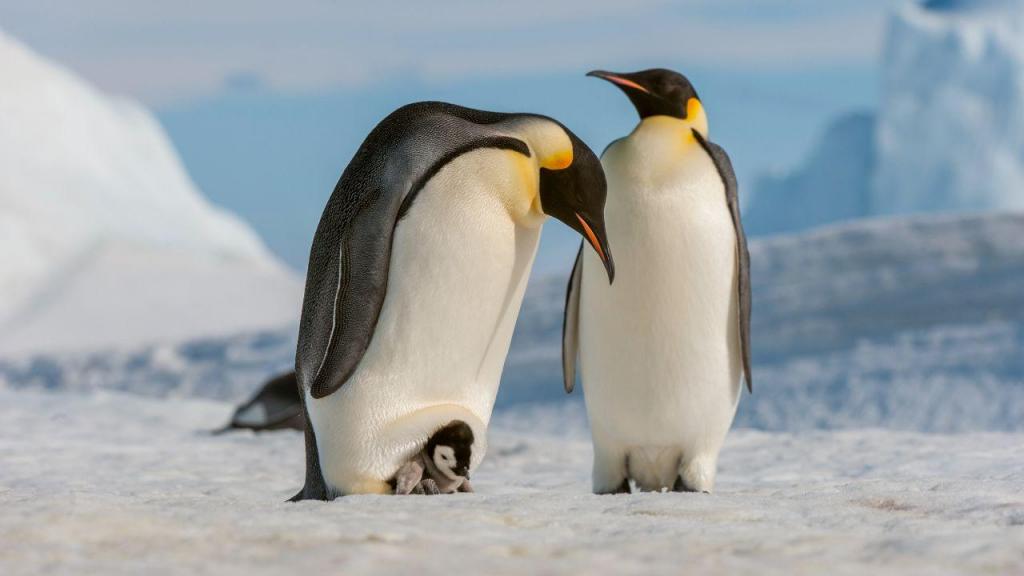 Pinguins-imperador (GettyImages)