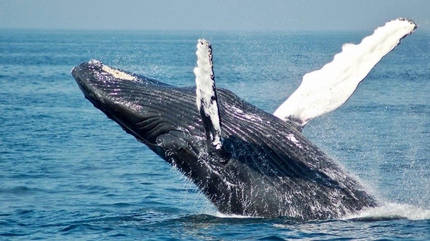 microplásticos comido por baleias - AWAY