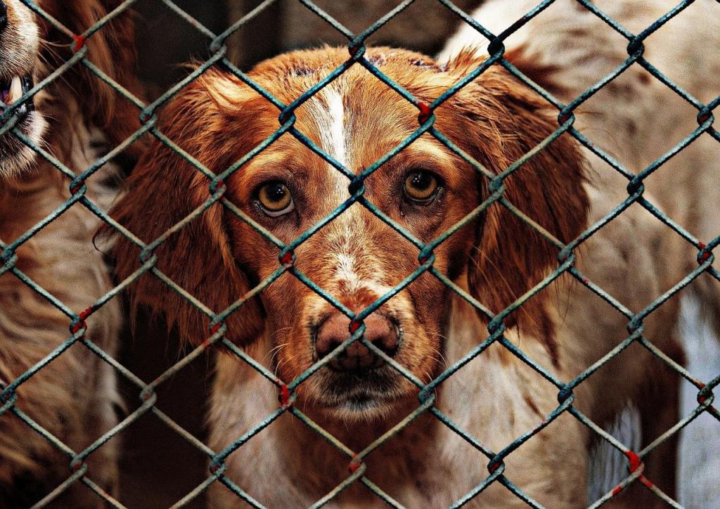 Aumento do custo de vida está a refletir-se no abandono animal (Pixabay)
