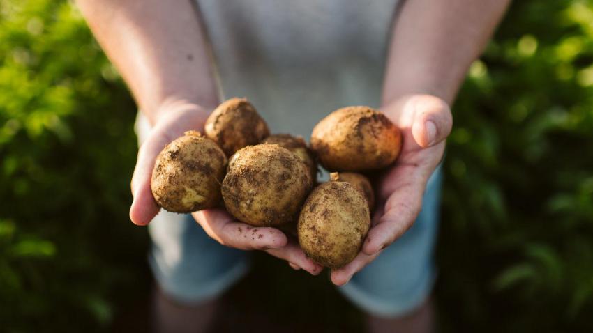 batatas de agricultura sustentável - AWAY