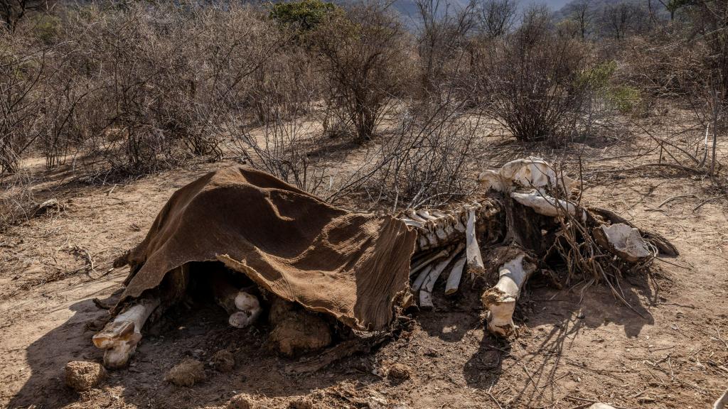 A carcassa de um elefante adulto que morreu durante a seca no Parque de Consevação da Vida Selvagem de Namunyak no Quénia. 12 de outubro de 2022. Foto: Luis Tato/AFP/Getty Images