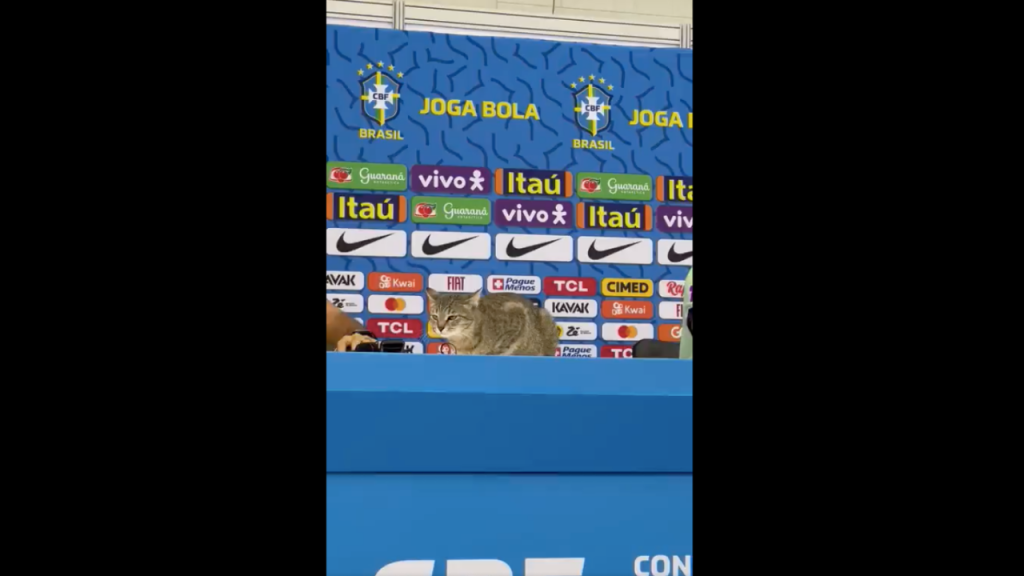 VÍDEO: gato invade conferência da seleção brasileira