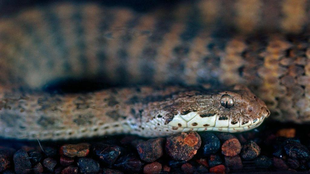 A cobra-da-morte (Acanthophis antarcticus), uma cobra venenosa australiana, foi uma das espécies que esteve em destaque na investigação. Créditos: Blickwinkel/Alamy Stock Photo