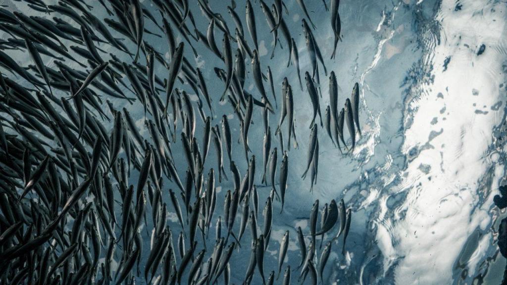 Pescanova cria programa de sustentabilidade