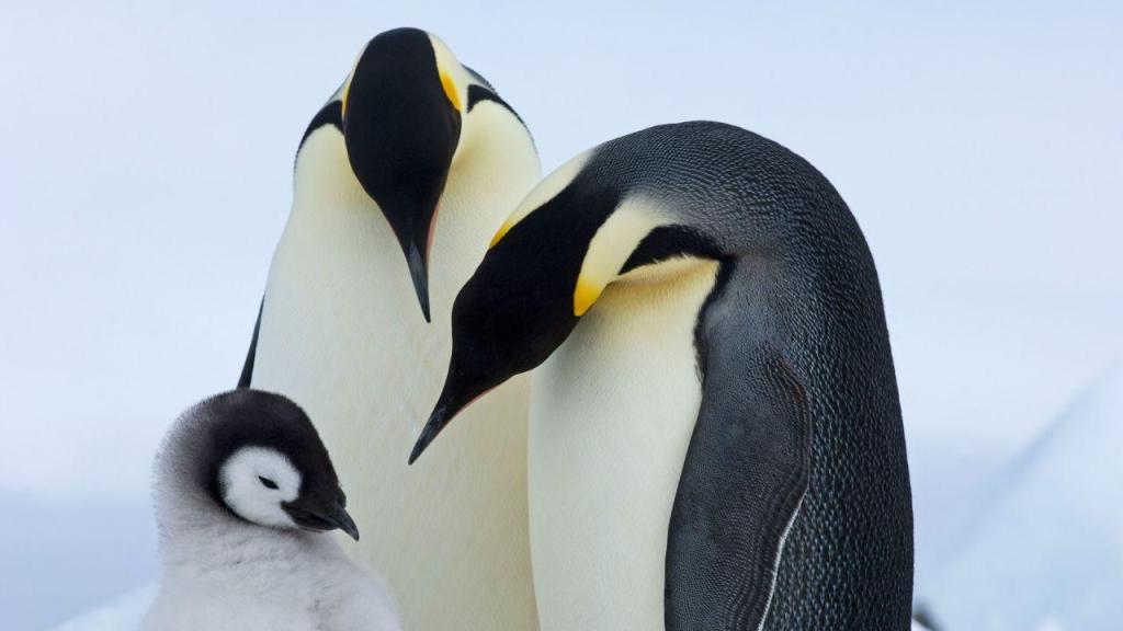 Pinguins imperador em risco de extinção (David Tipling/Education Images/Universal Images Group via Getty Images)