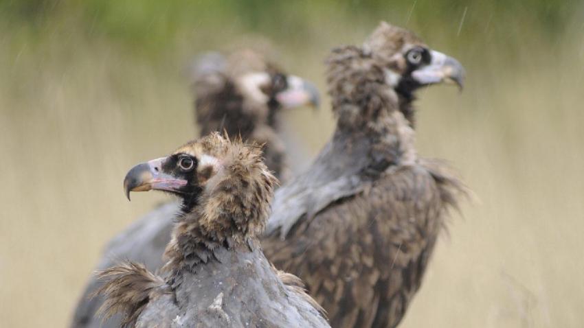 Conservação do abutre-preto - AWAY
