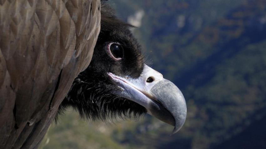 Conservação do abutre-preto - AWAY