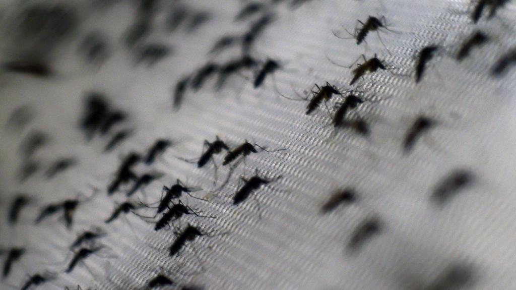 Mosquito do dengue (imagem Getty)
