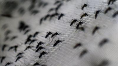 Luta contra a dengue deve centrar-se na eliminação do mosquito transmissor - TVI