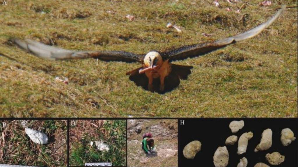 Encontrados vestígios da presença do abutre-barbudo