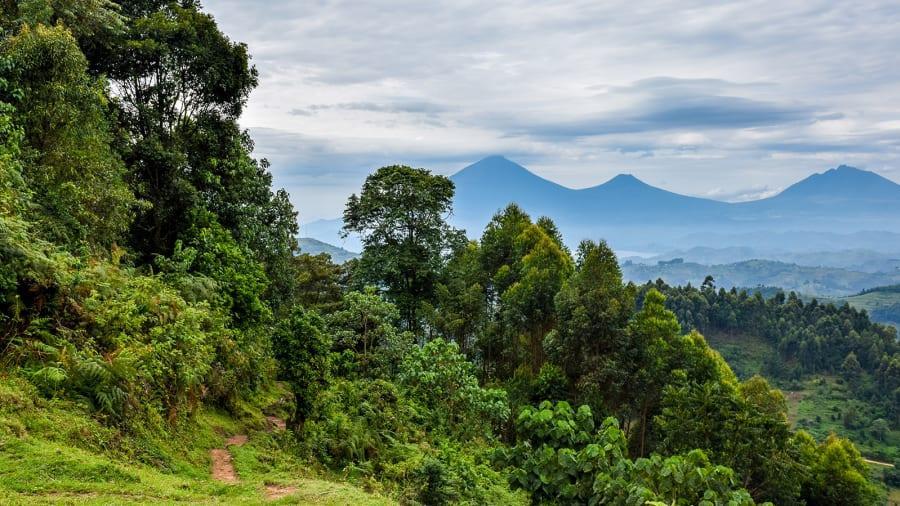 Uganda: Do topo de um dos picos mais altos do Parque Nacional Bwindi, os futuros visitantes podem ver as maravilhas naturais do Uganda. (Shakked Schwartz/Moment RF/Getty Images)