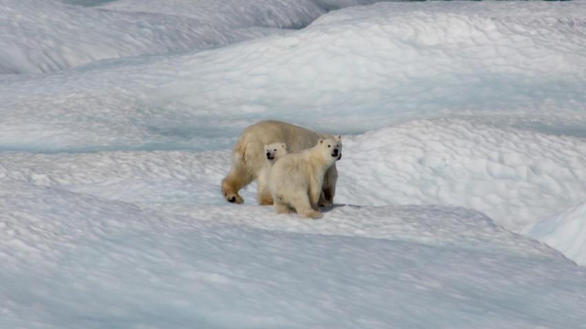 Ursos polares - AWAY
